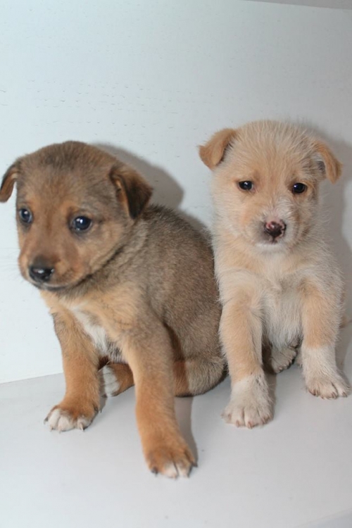 მეტისის ლეკვები უსახელო