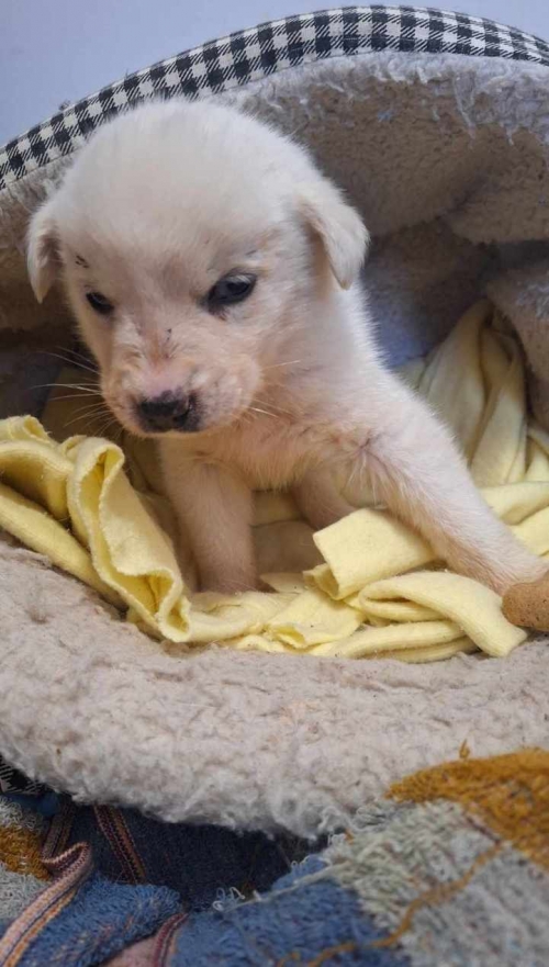 მეტისი ვიღაცამ დატოვა სამორიგეოში