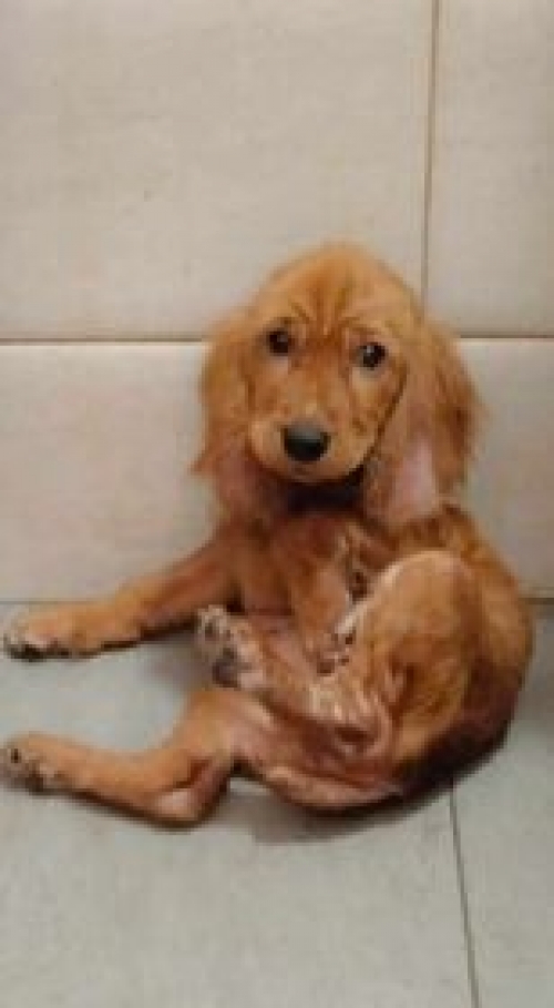 კოკერსპანიელი 31 ქარხანა