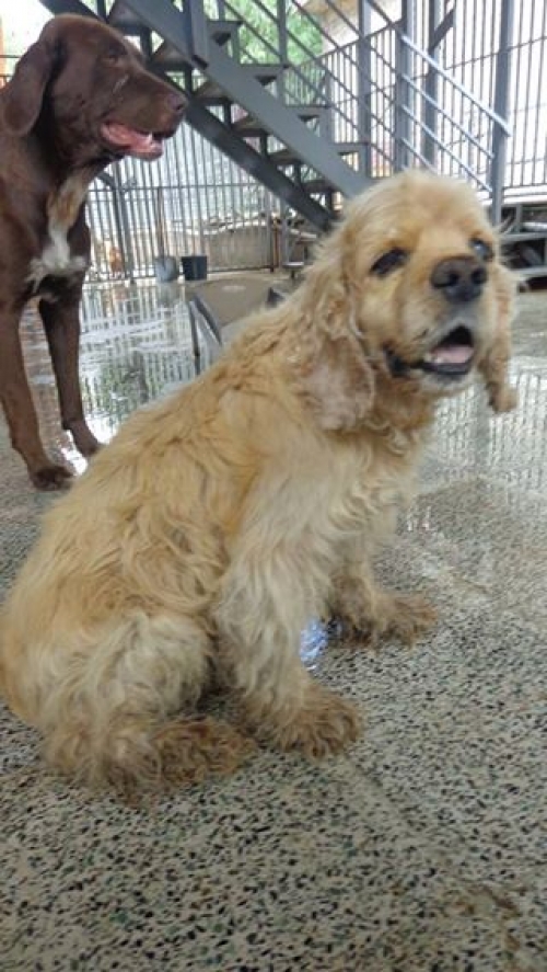 ამერიკული კოკერსპანელი უცნობი