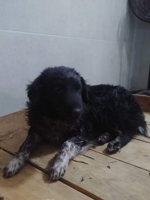 მეტისი უსახელო