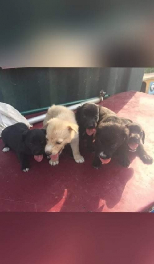 მეტისი ქიზიყის ქუჩა