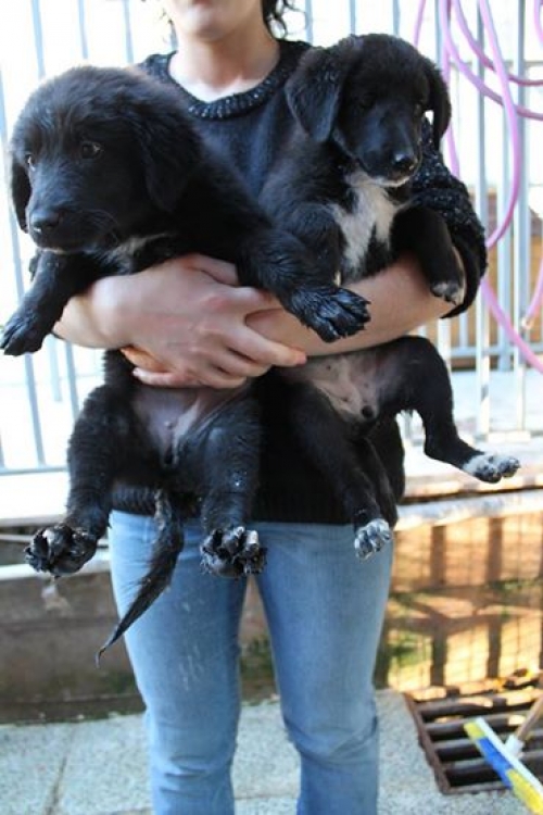 მეტისის ლეკვები უსახელოები