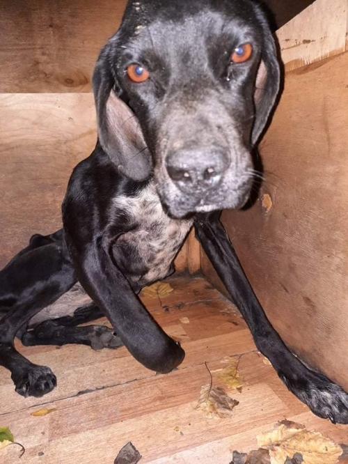 მეტისი უსახელო