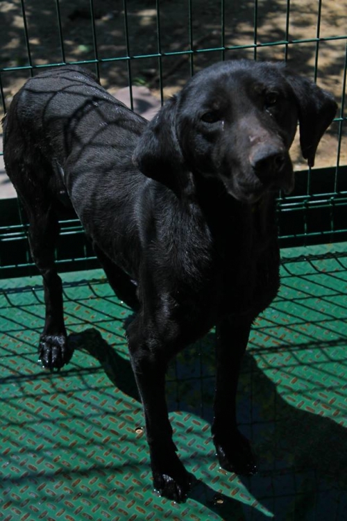 მეტისი უსახელო