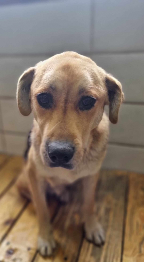 მეტისი გადმოყვანილი მუნიციპალური თავშესაფრიდან