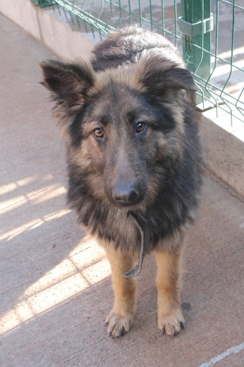 გერმანული ნაგაზი ლილუ