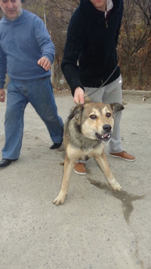 ქართული ქოფაკი ბომბო