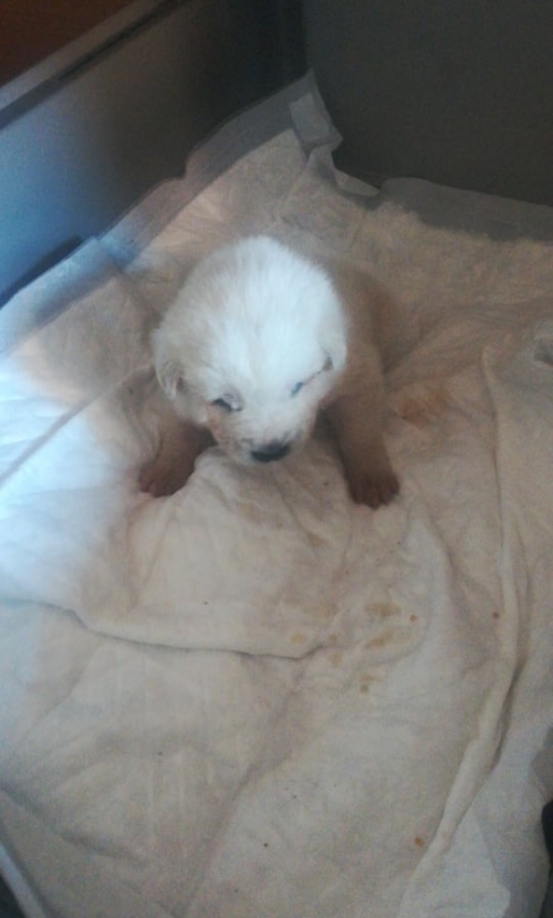 მეტისი თელეთი