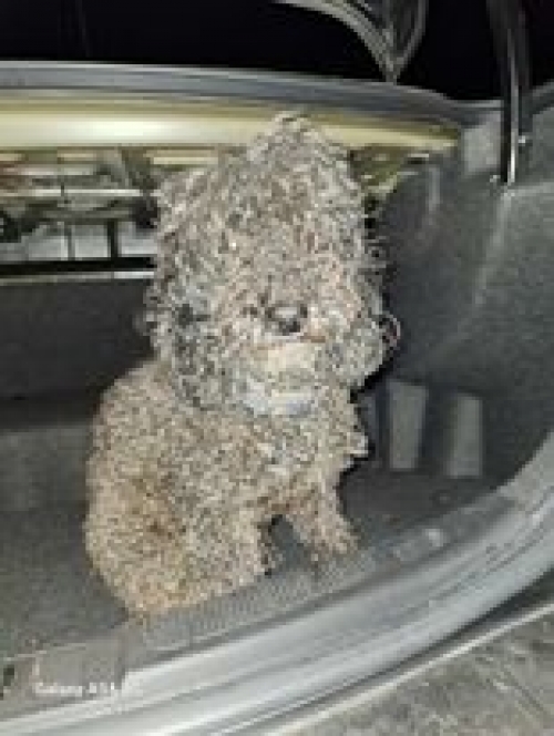 პუდელი თბილისის ზღვაზე ჯინო ფერედაისის ზემოდ მიტოვებულ სასტუმროსთან იპოვა