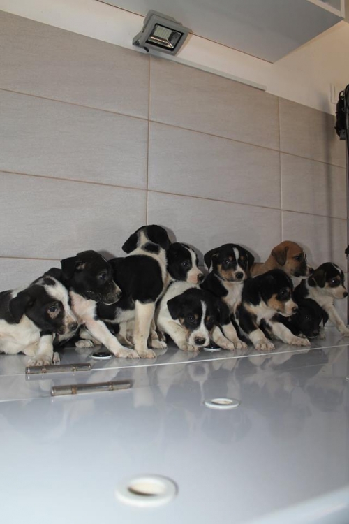 პოინტერის მეტისი უსახელო