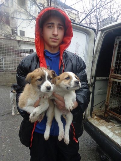 მეტისის ლეკვები უსახელოები