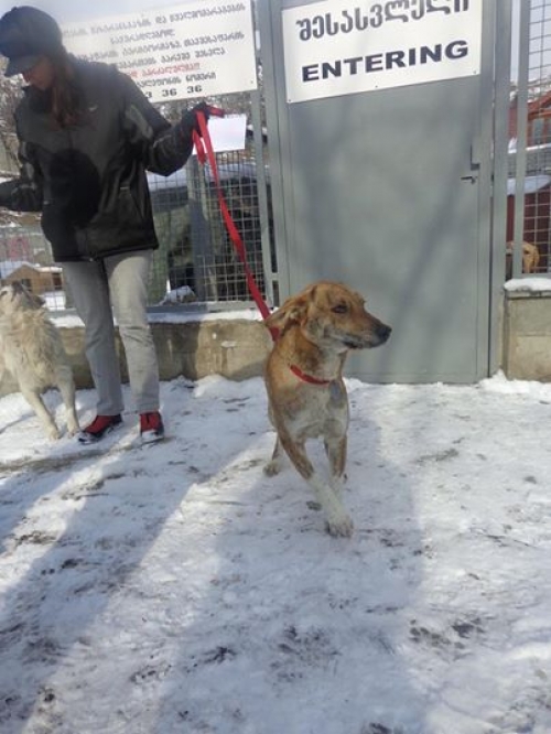 მეტისი ტურა