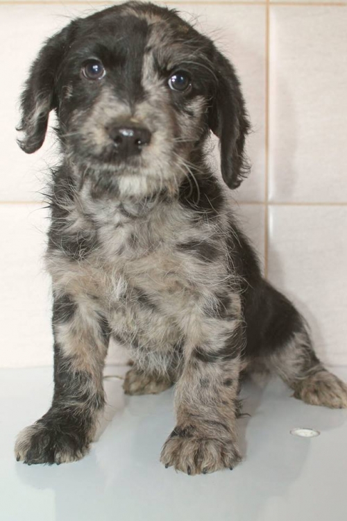 კოკერსპანელის მეტისი უსახელო