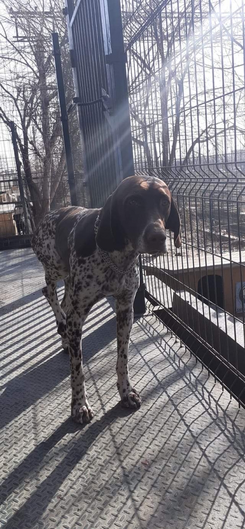 კურცხაარი უსახელო