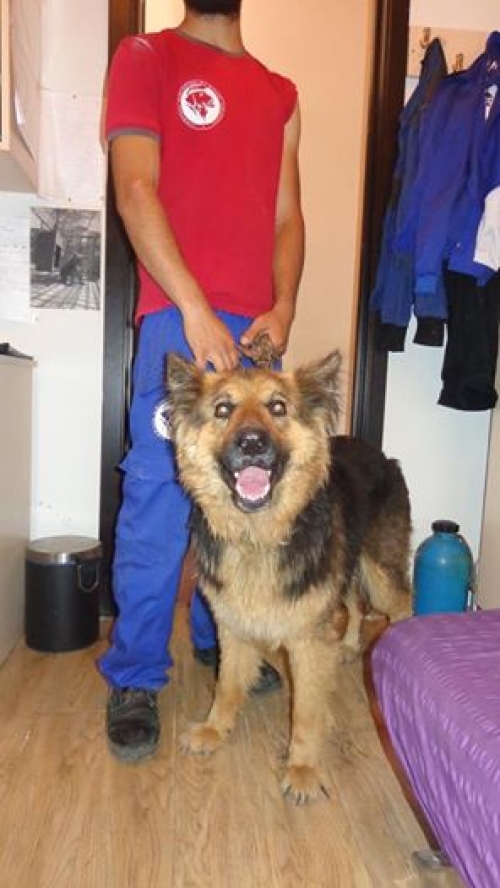 გერმანული ნაგაზი ლედი