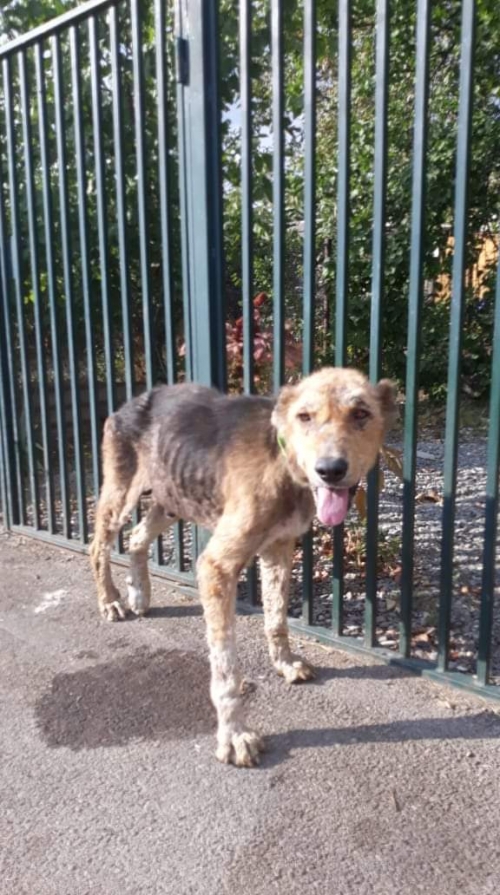 ქართული ქოფაკი უსახელო