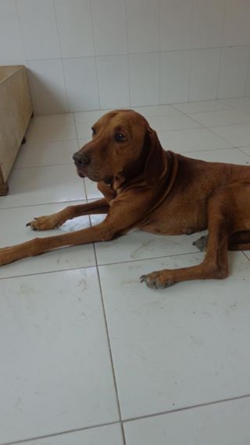 უნგრული ვიჟლა კარლო