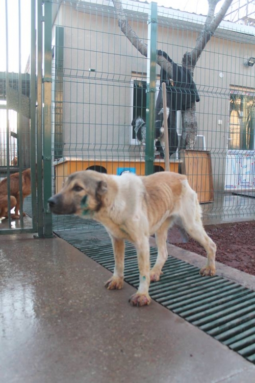 ქართული ქოფაკი უსახელო