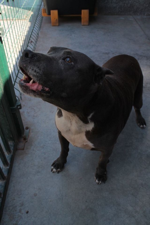 სტაფი ბუჩი