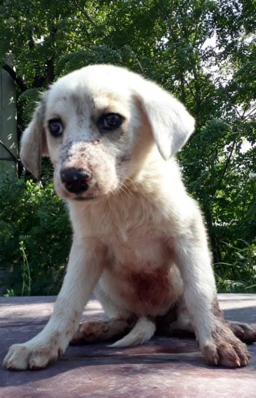 მეტისი უსახელო