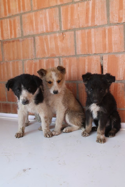 ქართული ქოფაკი უსახელო