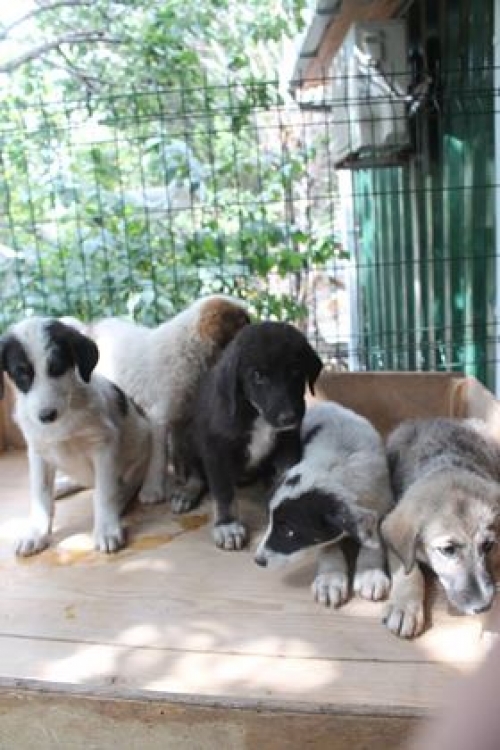 მეტისის ლეკვები უსახელო