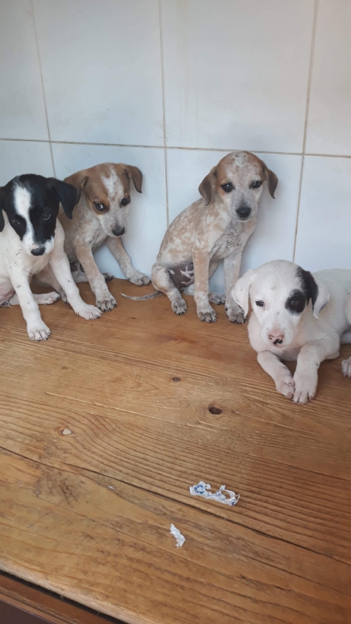 მეტისი უსახელო