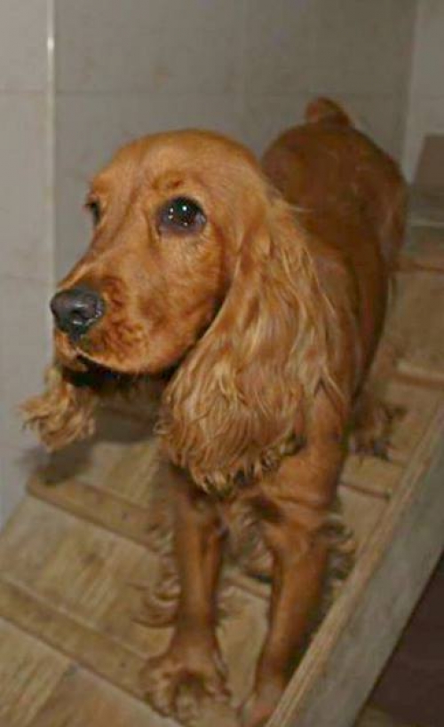 კოკერსპანიელი უსახელო