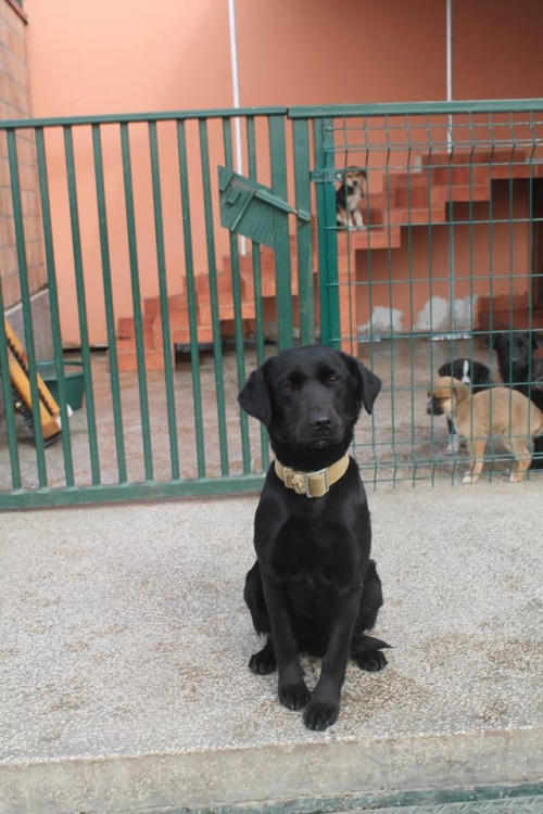 ლაბრადორის მეტისი უსახელო