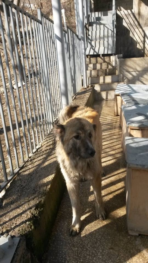 ქართული ქოფაკი უსახელო