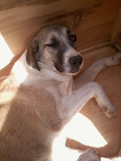 ქართული ქოფაკი ბინგო