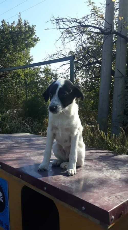 მეტისი უსახელო