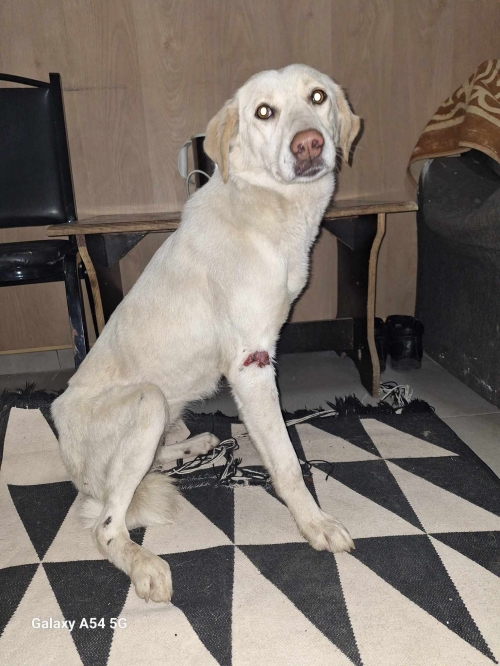 მეტისი ხონის რაიონი