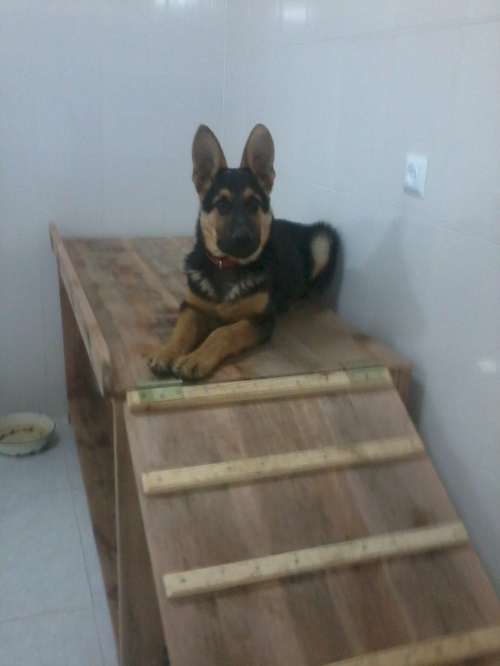 გერმანული ნაგაზი უცნობი