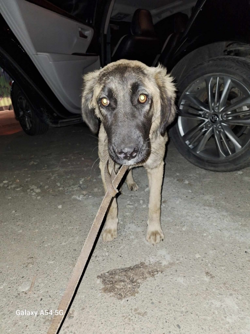 ქართული ქოფაკი გახოკიძეს 12 ,,ლინდა,,