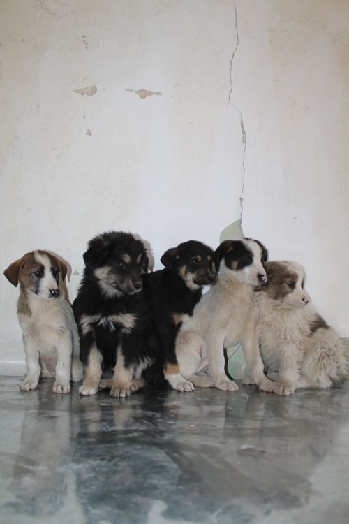 ქართული ქოფაკი უსახელო