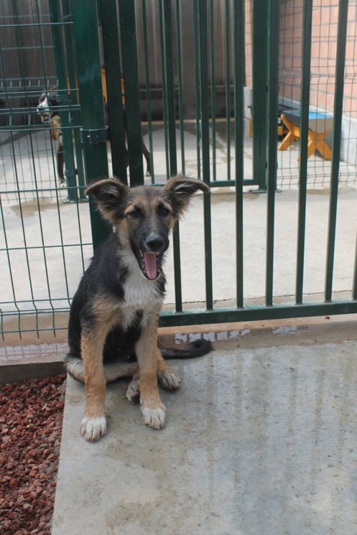 გერმანული ნაგაზის მეტისი უსახელო