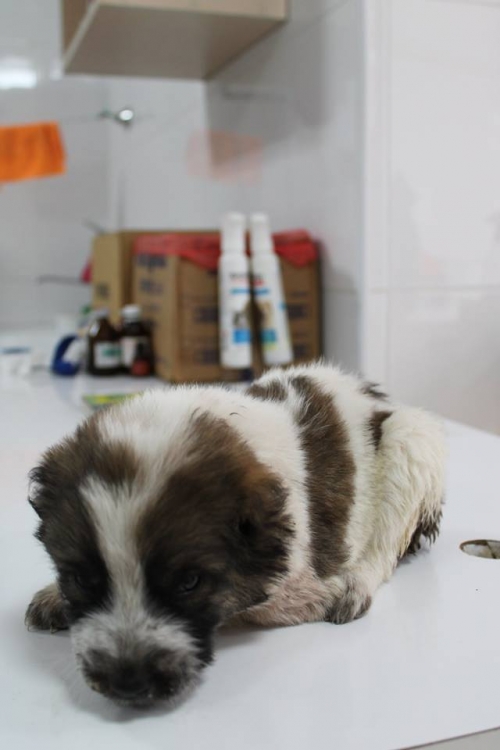 მეტისი ლომა