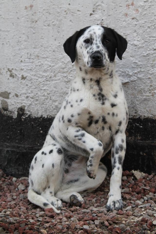 სეტერის მეტისი უსახელო