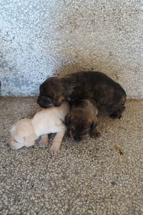 მეტისის ლეკვები უსახელო