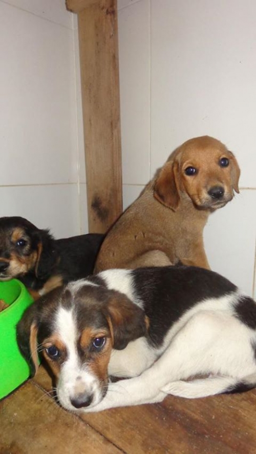 მეტისის ლეკვები უსახელოები