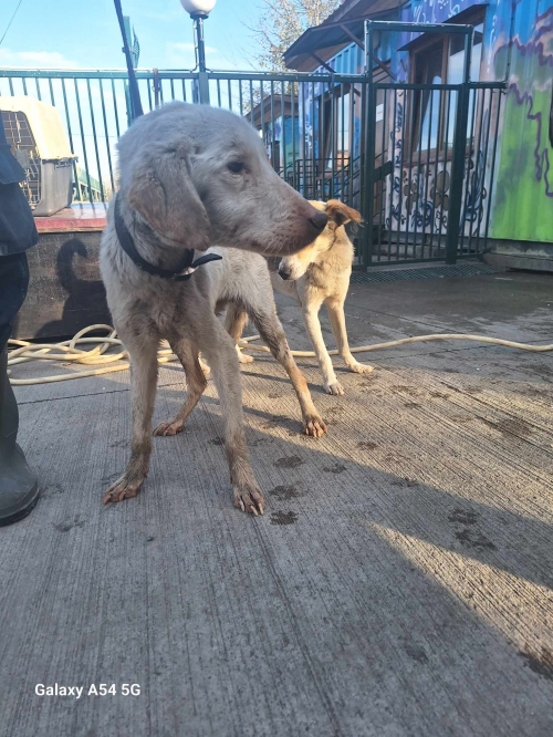 მეტისი გადმოყვანილია მუნიციპალური თავშესაფრიდან. ქინძმარაულის ქუჩის ძაღლია