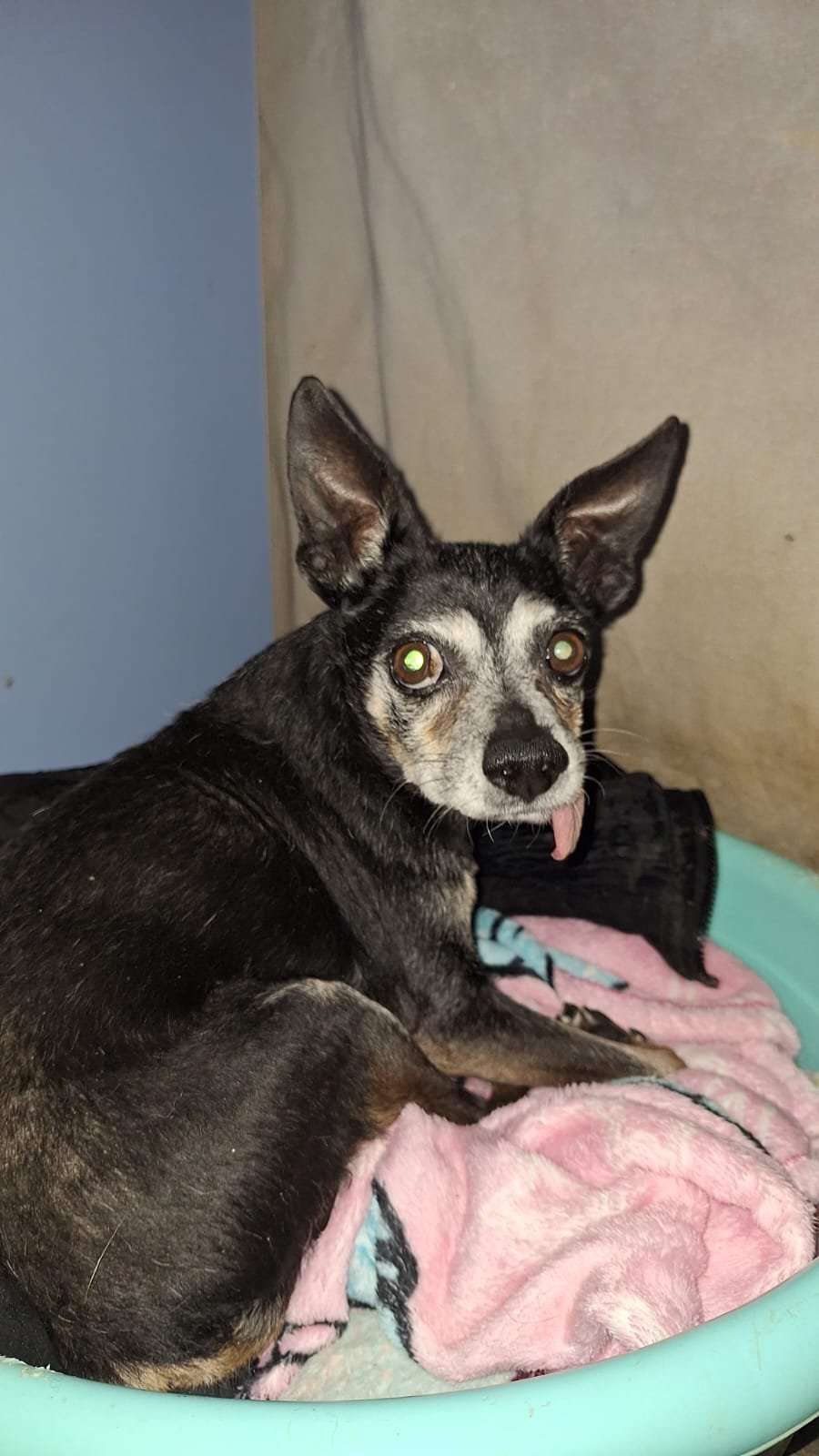 ტოი ტერიერი. მაქსი