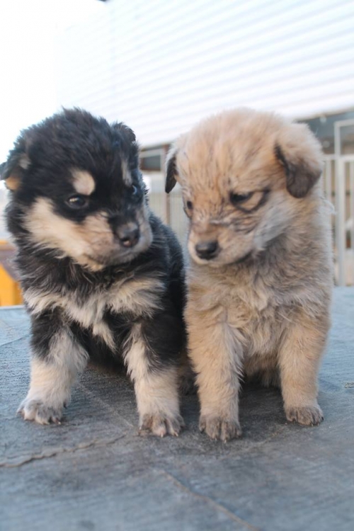 მეტისის ლეკვები უსახელო