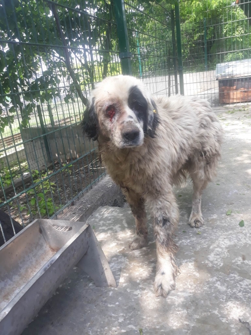 სეტერი სეტერი