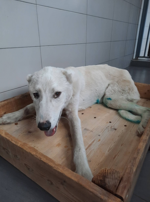 ქართული ქოფაკი მცხეთა