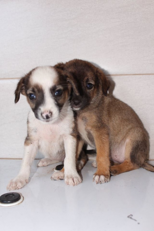 მეტისის ლეკვები უსახელო