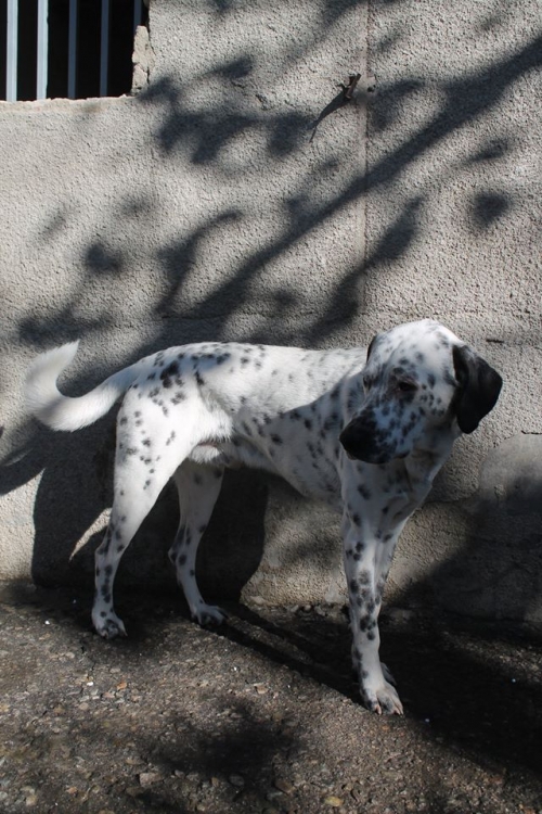 დალმატინი გრეი