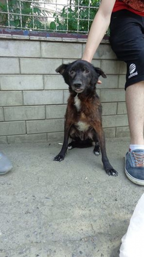 მეტისი რობი